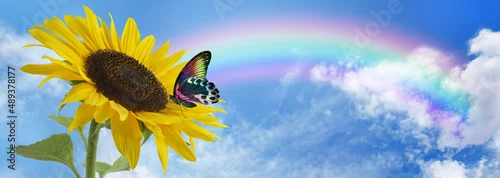 Fototapeta na wymiar Sunflower Butterfly Rainbow sky  banner - beautiful rainbow arcing wide cloudscape with a colourful butterfly sitting resting on a huge sunflower with copy space 
