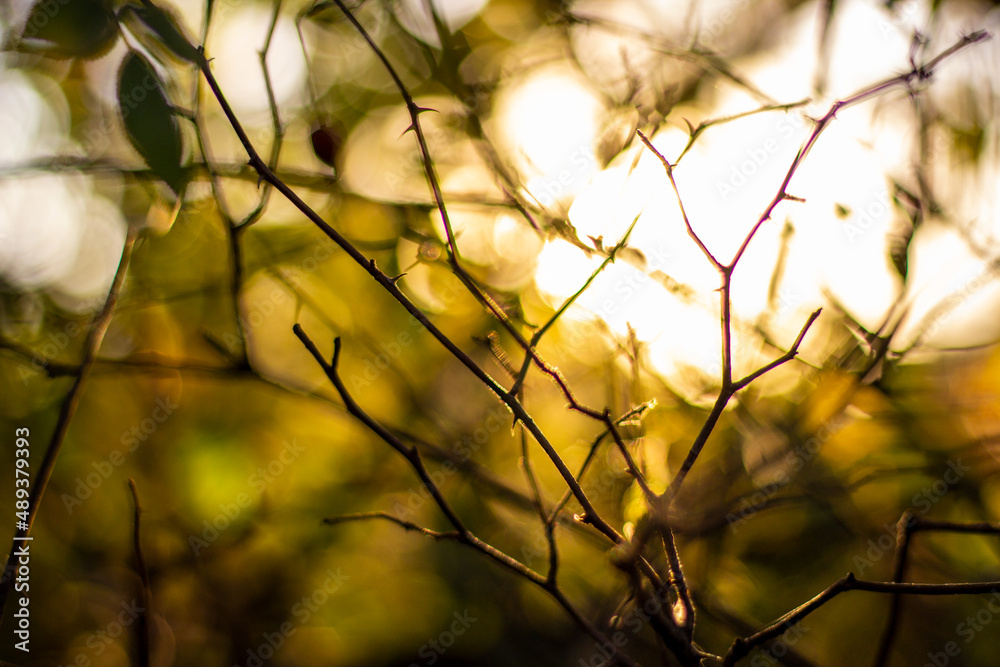 tree leaves at sunset
