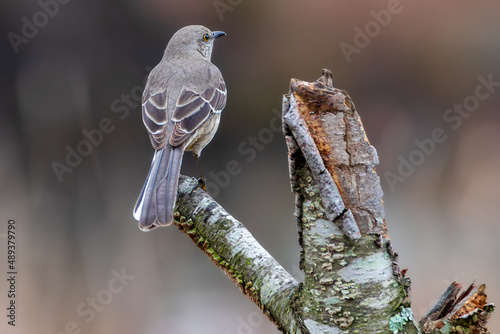 A back shallow focus shot of an northern mockingbird perched on a broken tree trunk on a blurred background