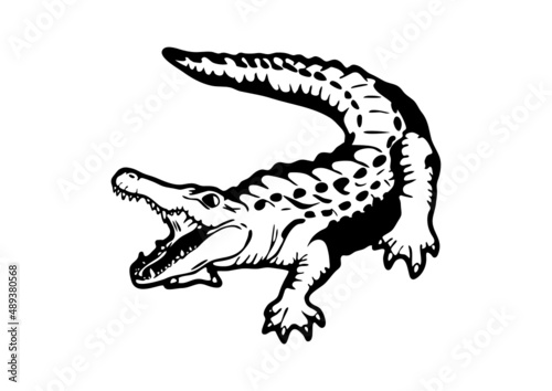 crocodile, alligator
