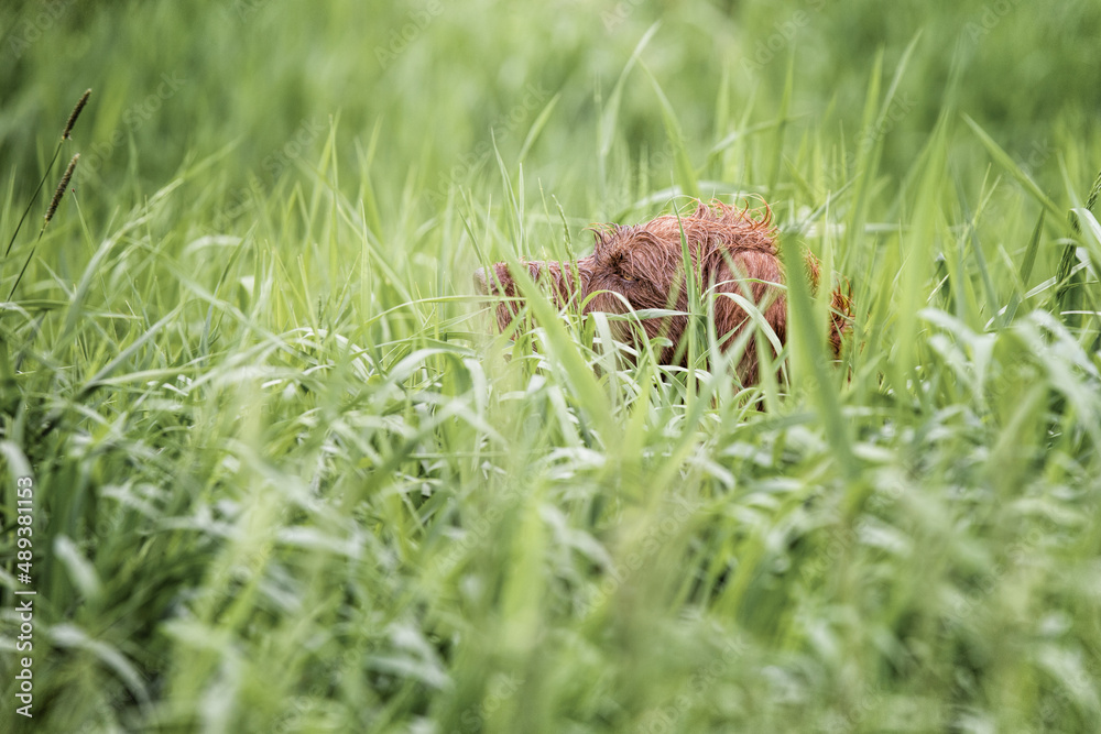 Hunting German Pointer dog hidden in grasses on point. Hunting German Pointer dog hidden in grasses on point.