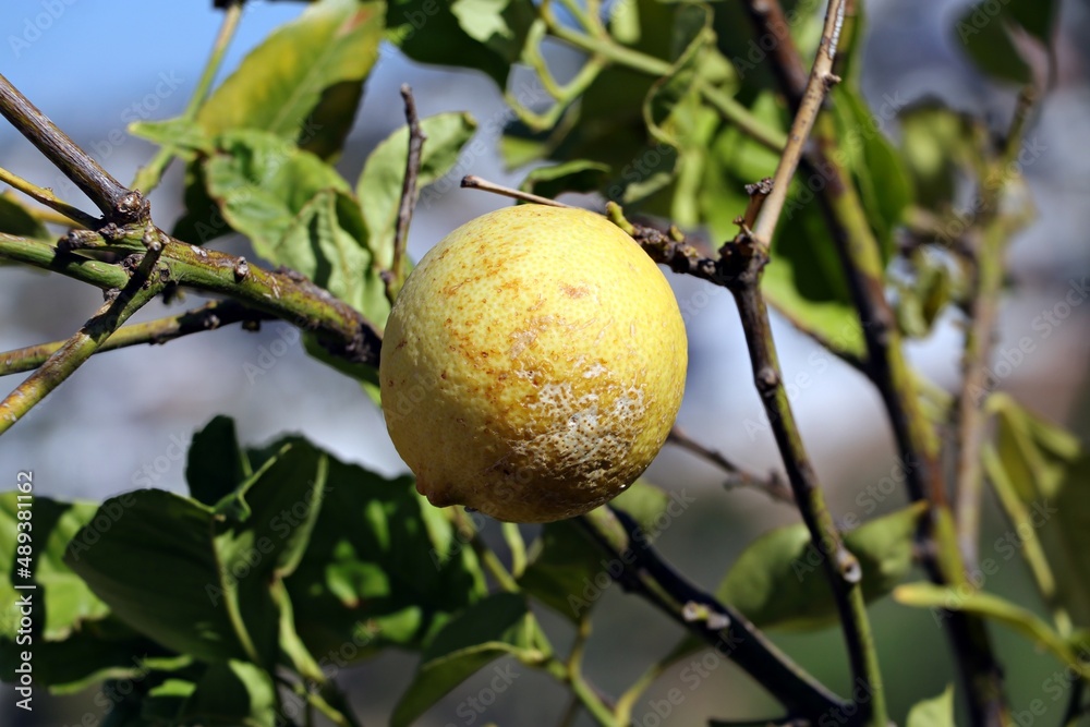 Ripe lemons waiting to be picked on the lemon tree