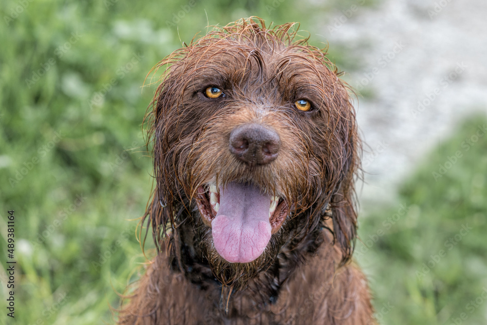 Closeup of a wet face of a German Short Haired Pointer with gorgeous hazel eyes.