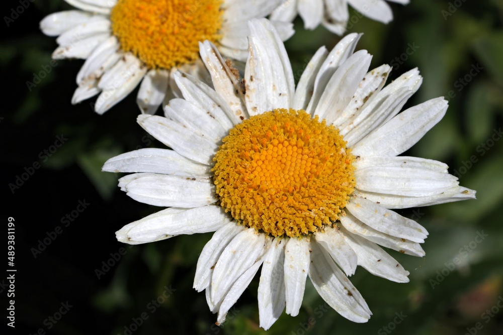 Fototapeta premium daisies blooming in spring