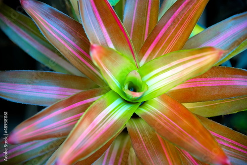 Foto bromeliad leaves, green and pink of tropical plants in the garden for decoration