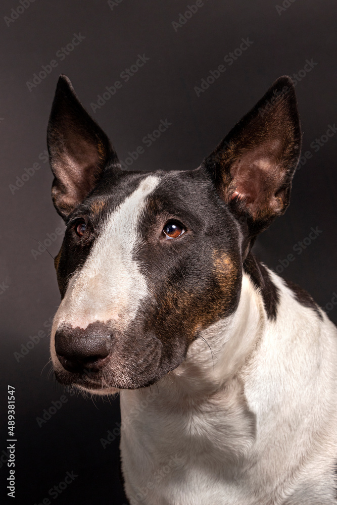 English Bull Terrier Portrait. Close Up