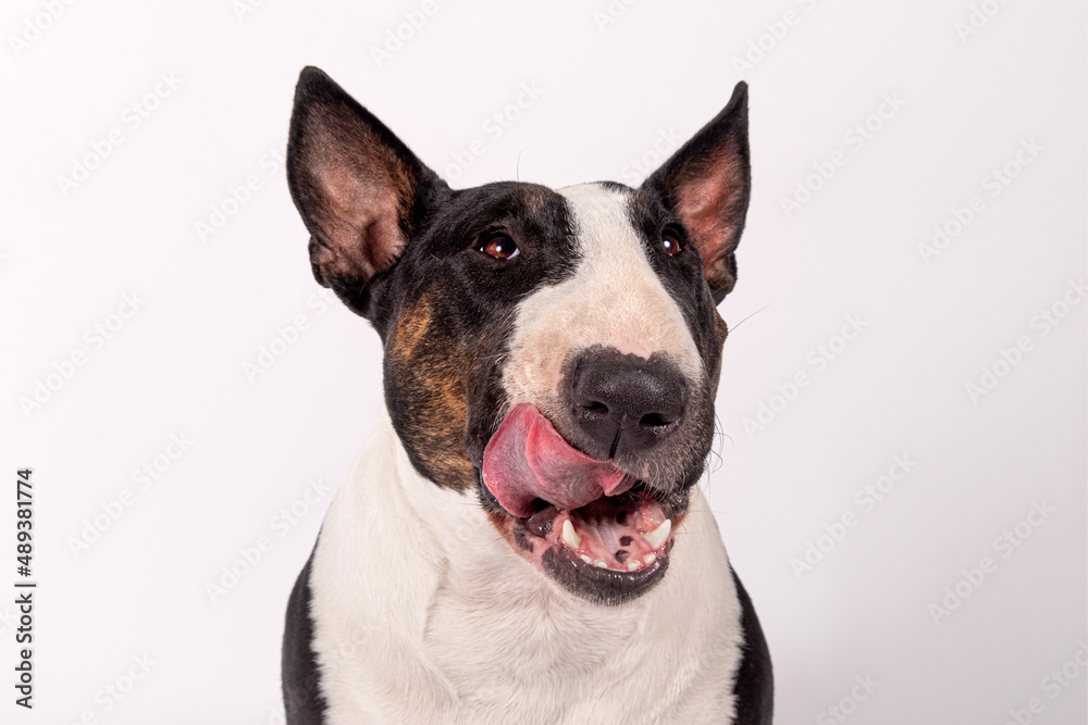English Bull Terrier Portrait Licking. Close Up