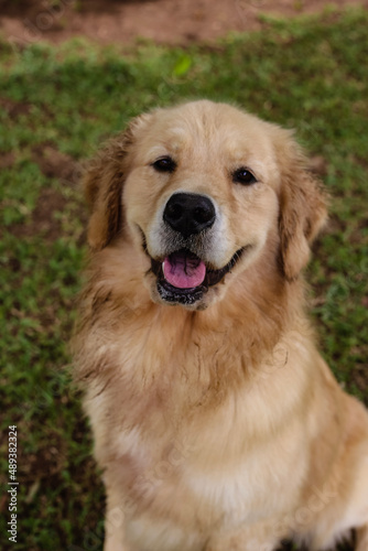 golden retriever dog © Gabriela