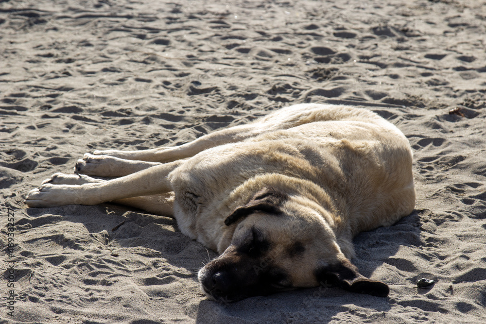 Obraz premium dog lying on the beach