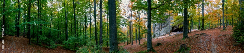 Autumn panorama in the rocky mountains. Trees in a color palette.