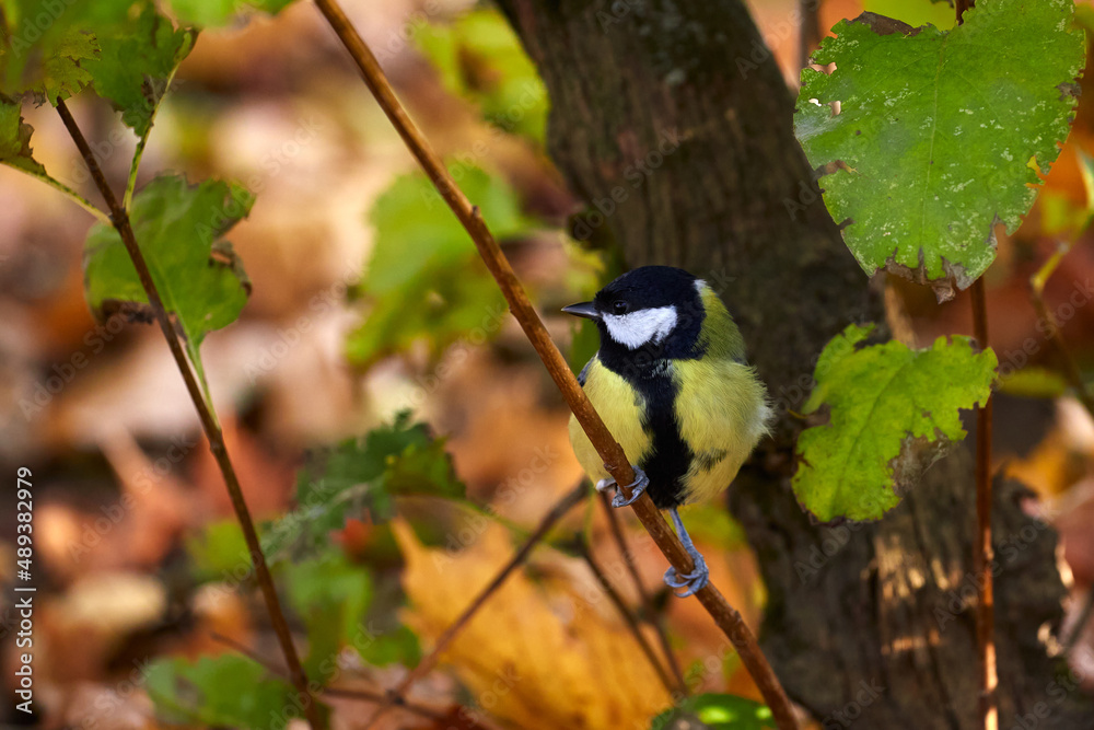 Obraz premium titmouse sits on a tree branch