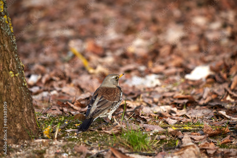 thrush fieldfare sits on the ground thrush fieldfare sits on the ground