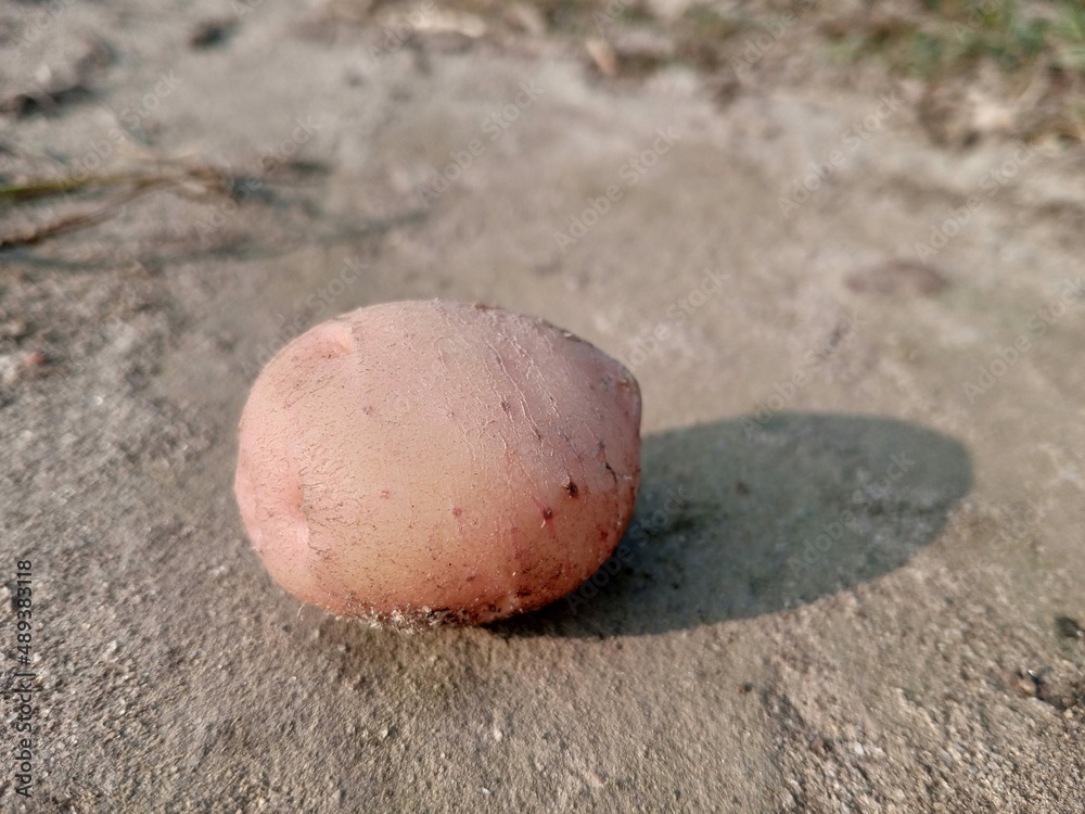 There is a potato lying on the ground There is a potato lying on the ground