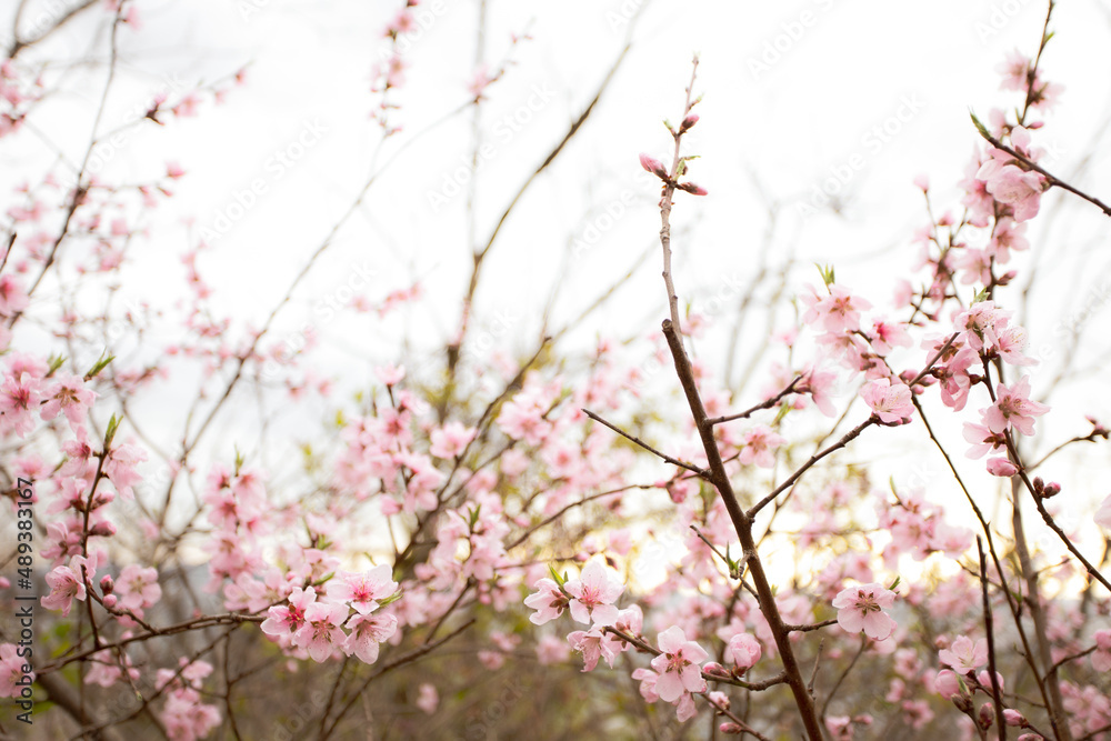 Beautiful cherry blossom sakura in spring time Beautiful cherry blossom sakura in spring time