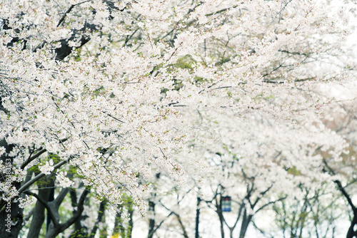 Beautiful cherry blossom sakura in spring time