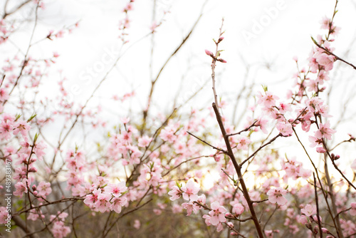Beautiful cherry blossom sakura in spring time