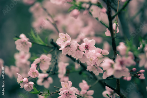 Beautiful cherry blossom sakura in spring time