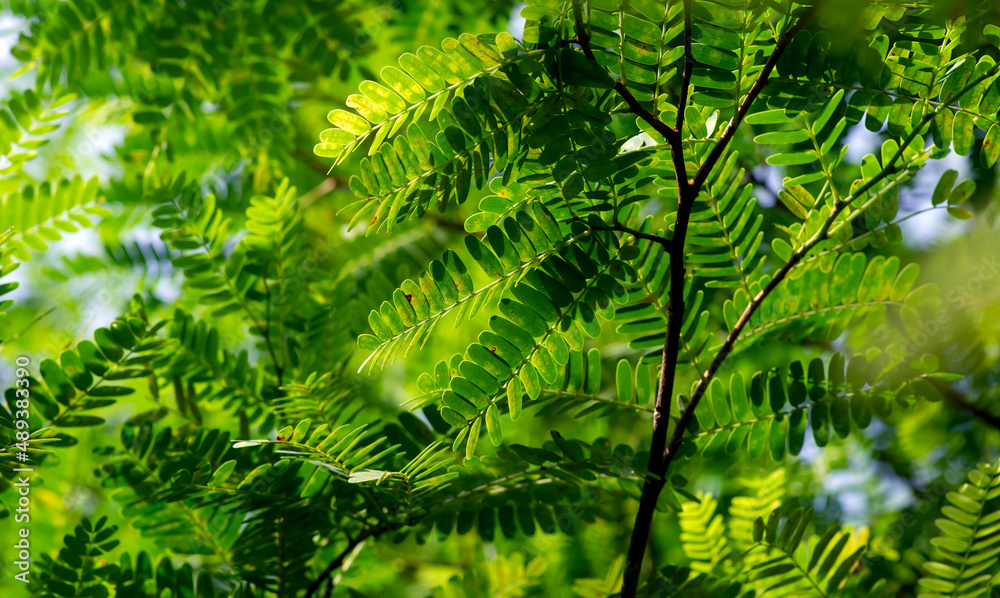 Tamarind (Tamarindus indica) green leaves, selected focus Tamarind (Tamarindus indica) green leaves, selected focus