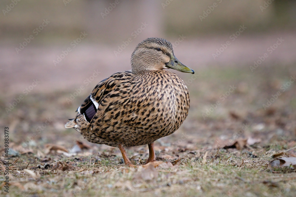 female mallard duck anas platyrhynchos standing on grass female mallard duck anas platyrhynchos standing on grass
