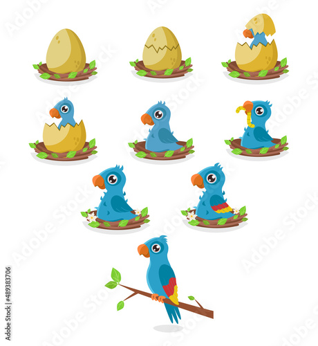 Set of illustrations of the birth and maturation of a blue parrot. From egg to adult bird. Vector graphic.