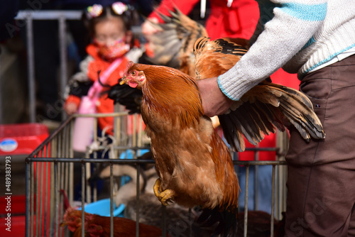Fototapeta Naklejka Na Ścianę i Meble -  Grab the cock's wings with hands. People buy roosters in market in china.