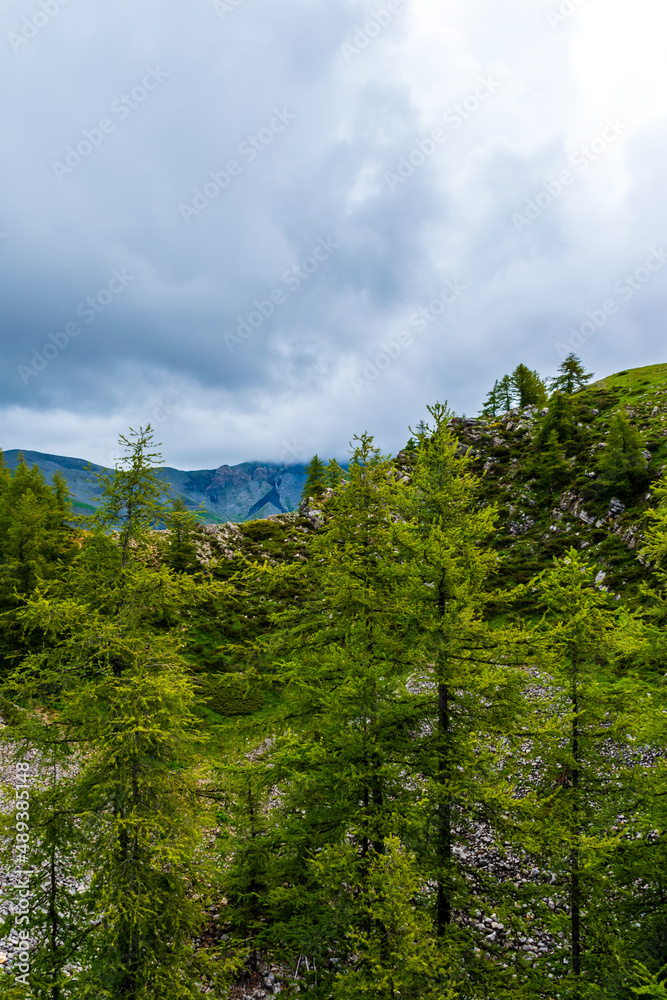 A picturesque vertical landscape view of a pine tree forest in the French Alps mountains on a cloudy summer day (Valberg, Alpes-Maritimes, France)