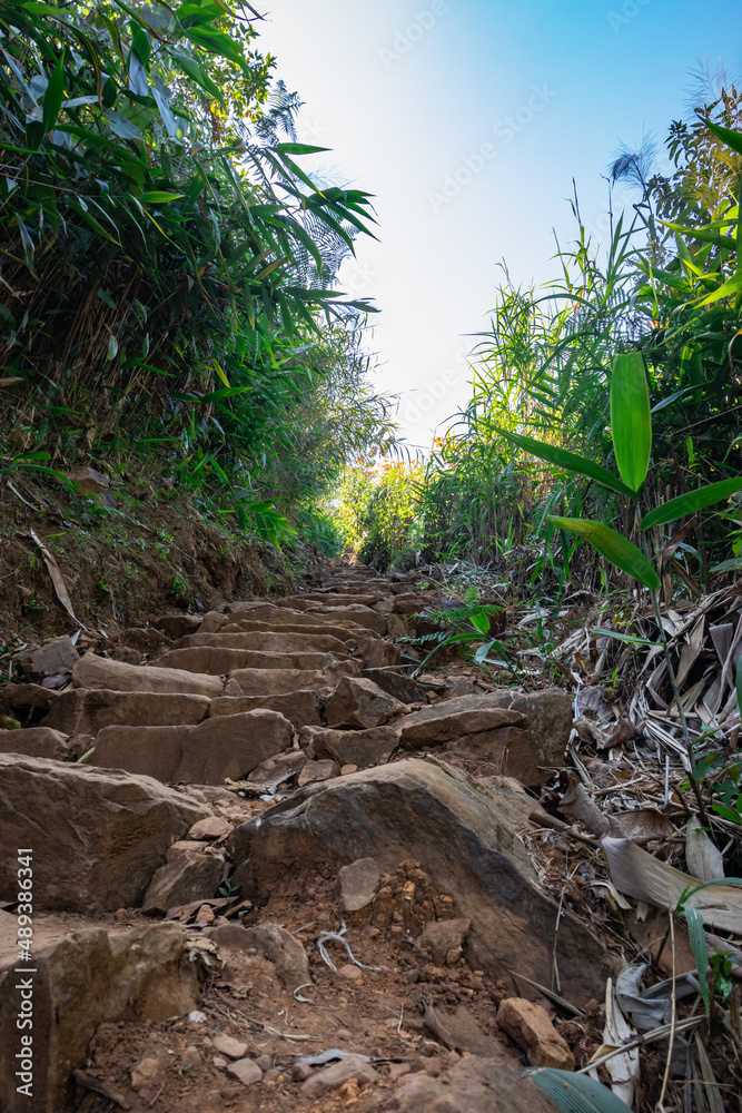 stone stairs leading to the forests at morning from low angle stone stairs leading to the forests at morning from low angle