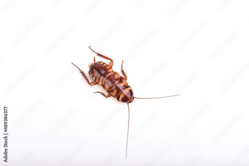A juvenile cockroach on a white background A juvenile cockroach on a white background
