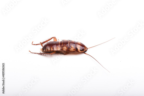 A juvenile cockroach on a white background