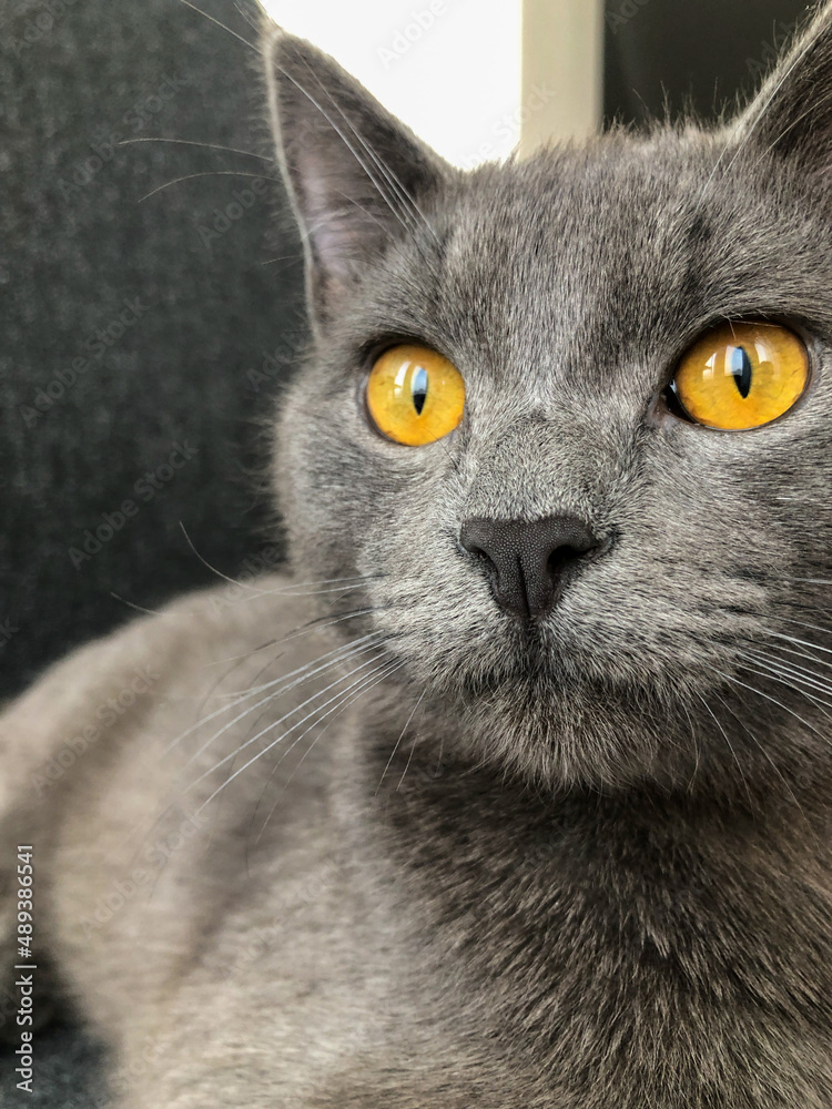 Grey cat close-up with big eyes