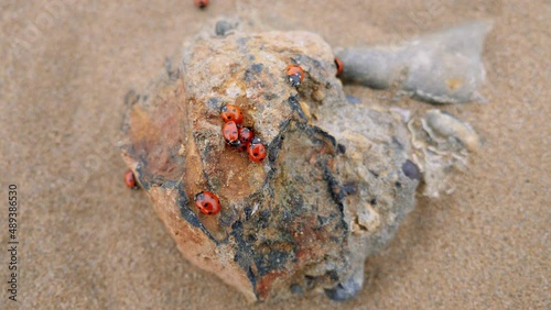 Lady bugs insects, ladybirds on a rock at the beach. Animal backgrounds, lucky symbol. 4k photo