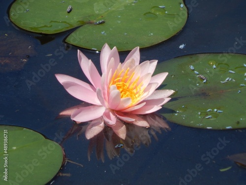 pink water lily