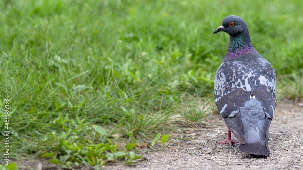 Pigeon. City bird. A symbol of peace. Pigeon. City bird. A symbol of peace.