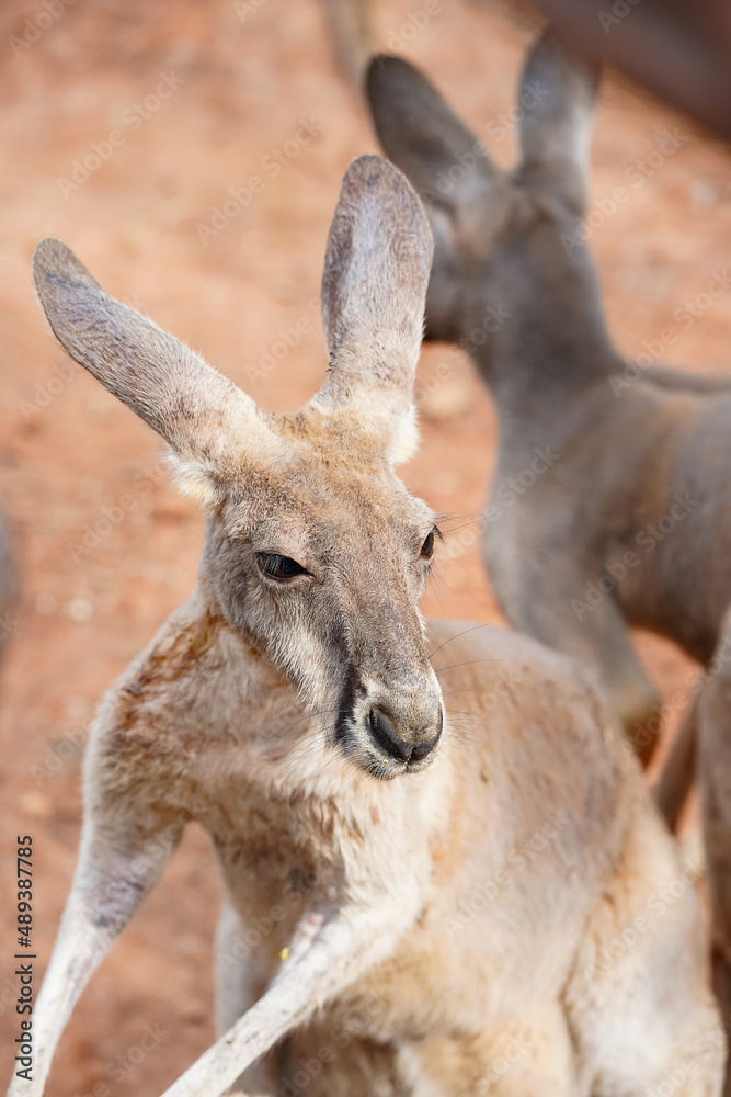 Close up of a young kangaroo standing and waiting for foods. Close up of a young kangaroo standing and waiting for foods.