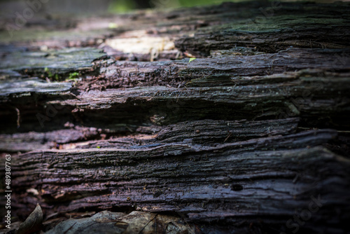 Beautiful nature reserve forest ecological landscape Earth Silesia Bytom UNESCO