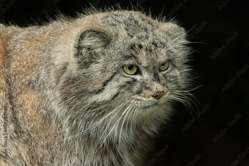 Obraz premium Pallas' cat, or manul (Otocolobus manul) portrait. Beautiful wild cat from Asia, isolated against a black background.