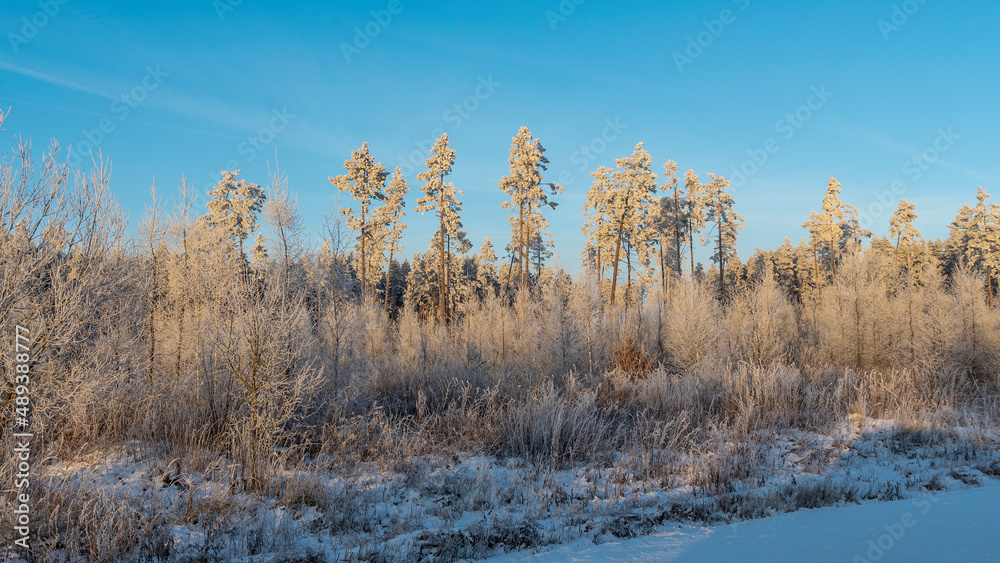 Winter landscape with snowy bushes and trees on blue sky background. Plants are covered with hoar frost. Winter landscape with snowy bushes and trees on blue sky background. Plants are covered with hoar frost.