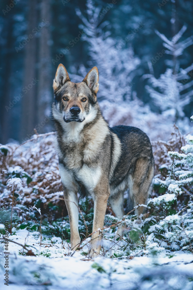 Czechoslovakian wolfdog shows his majestic pose in the snowy forest