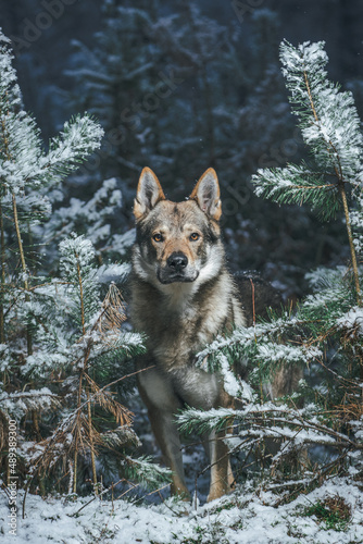 Czechoslovakian wolfdog shows his majestic pose in the snowy forest photo