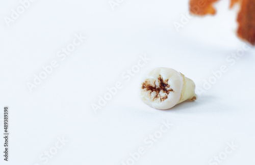 Extracted human wisdom tooth (molar) isolated on white background with blood. Copy space. Closeup.