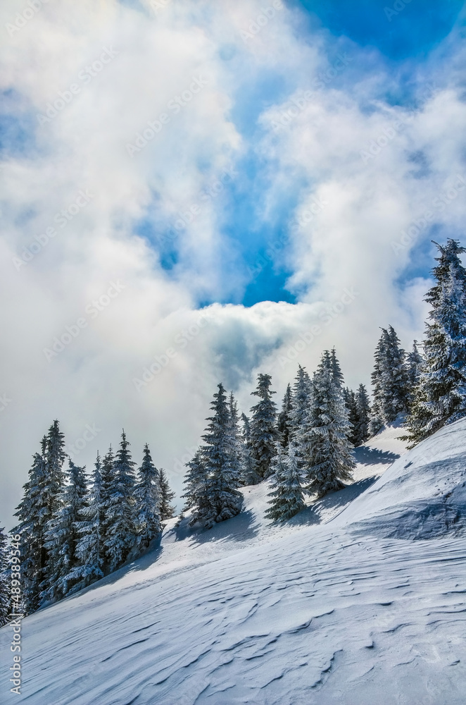 trees covered by snow in the mountains - clouds and blue sky