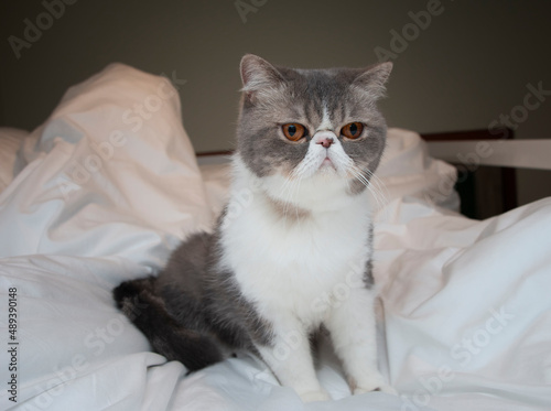 Cute Exotic  Shorthair kitten white and gray cat sitting on white blanket  just waken up  on the bed alone in the morning  looking at camera,selected fucus.