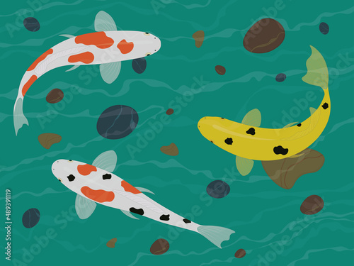 Variegated colored koi carp fish underwater vector illustration