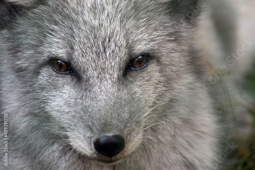 White Arctic Fox Head Close Up