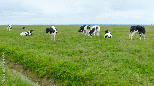 cattle at Nordstrandischmoor