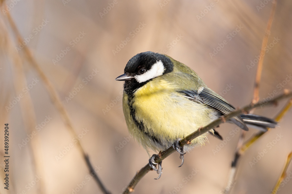 Fototapeta premium Great tit close up ( Parus major )