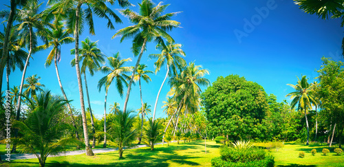 Beautiful green tropical park with tall palm trees against bright blue sky on summer sunny day. © Laura Pashkevich