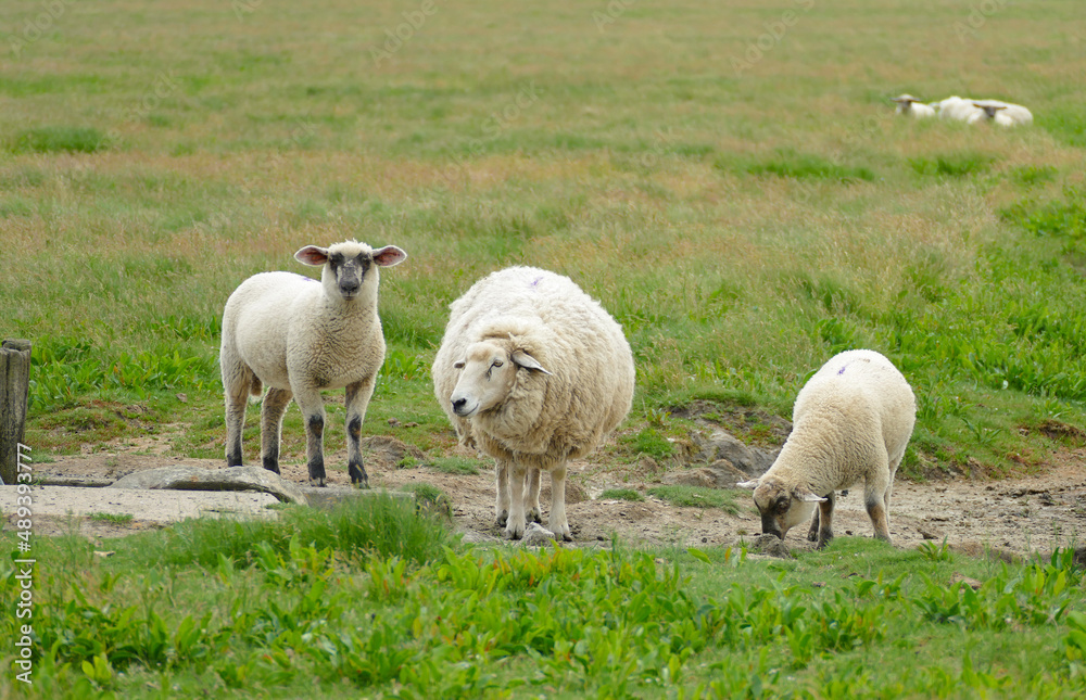 Obraz premium sheep at Nordstrandischmoor