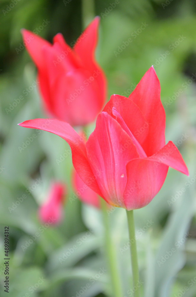 Pink tulips with pointy petals