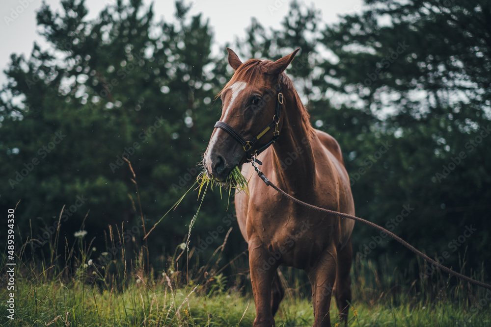 Obraz premium horse in natural environment